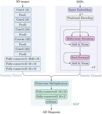 Alzheimer's Disease Classification Through Imaging Genetic Data With IGnet